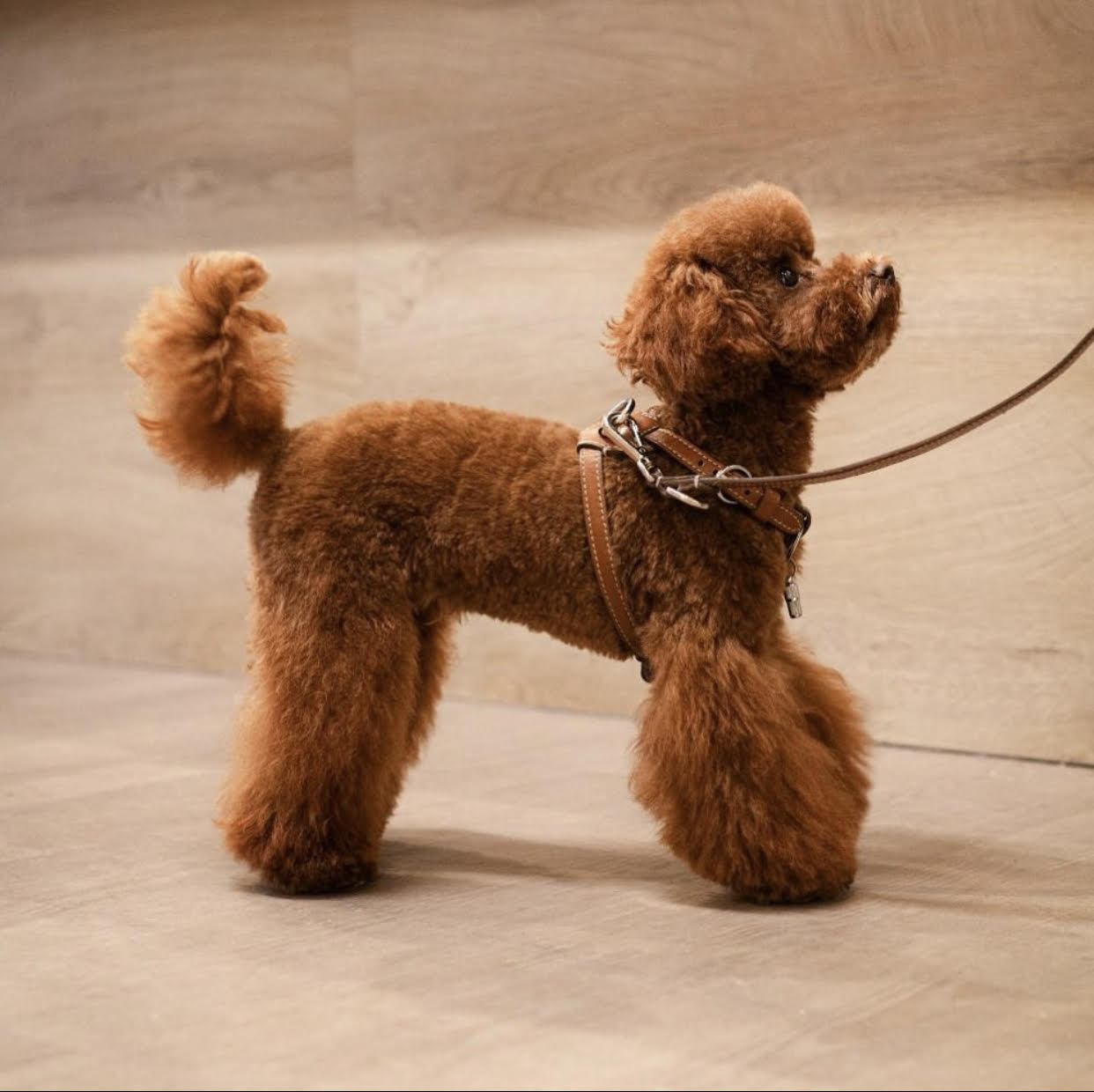 Carlotta Palermo - Cookie Nuvola Dog Harness