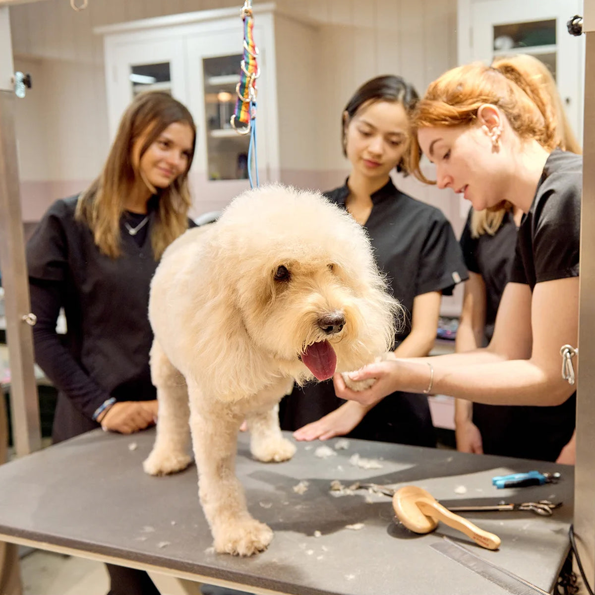 Certified Advanced Pet Groomer - ICMG Track 2