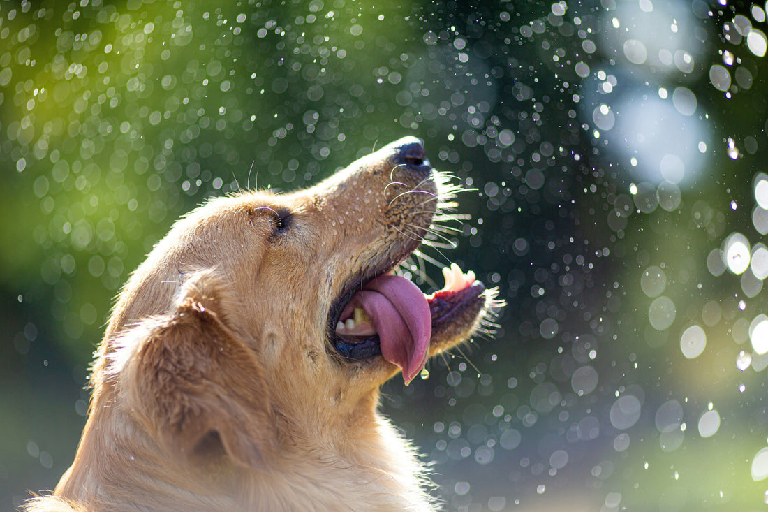 Golden retriever puppy shaking off water in the sun