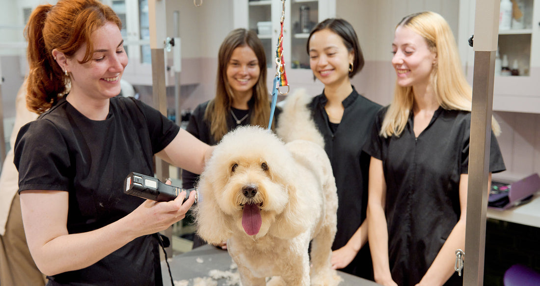 Introducing the Love My Human Grooming Academy: The new standard in professional dog grooming!