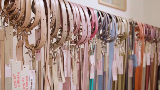 Choosing the Right Collar, Headcollar & Lead for Your Dog