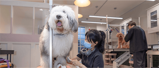 First time at the groomers?