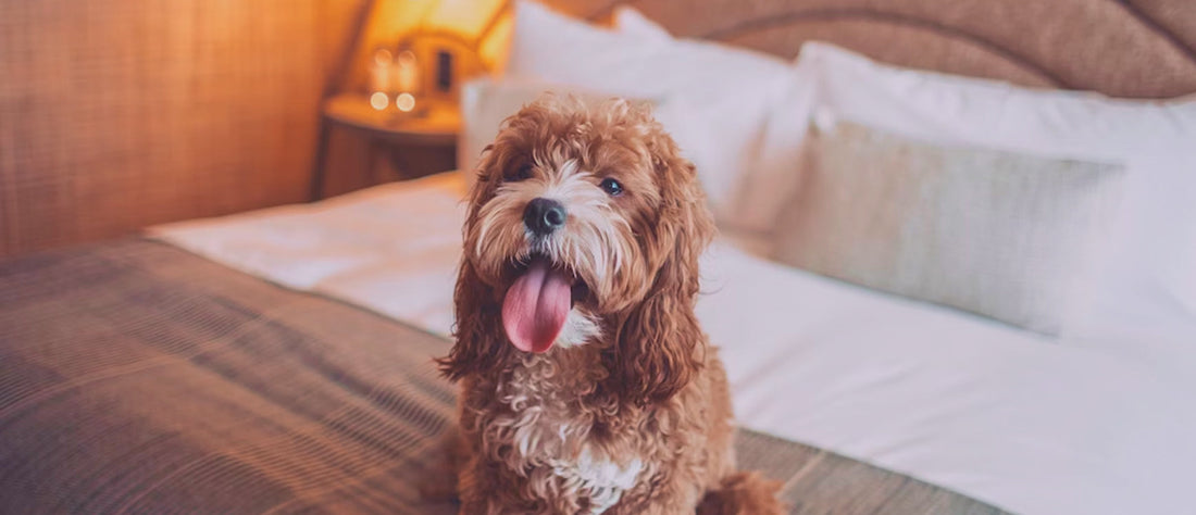 Dog-friendly hotels: tips for choosing the right stay (and top picks to try)