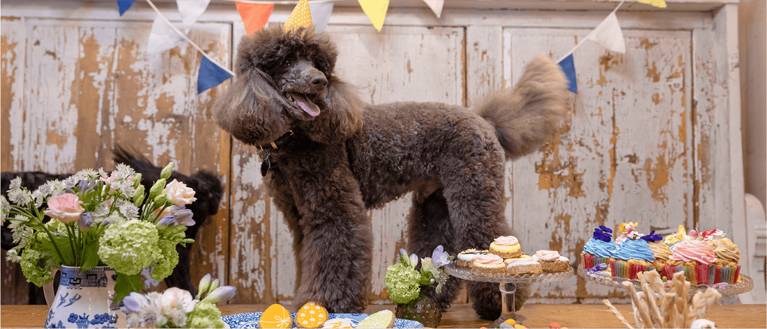 How to Throw the Ultimate Dog Party