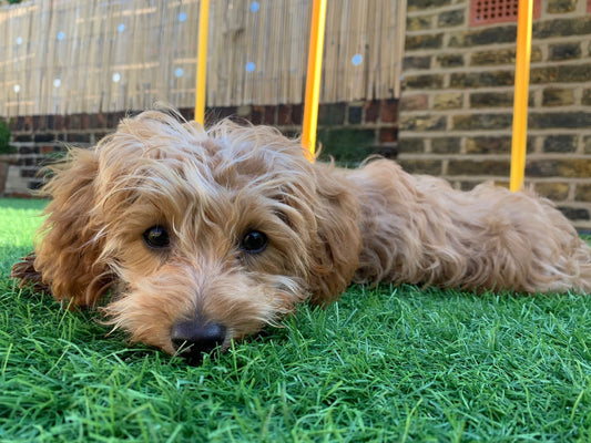 maltipoo puppy lying on grass