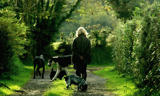 Dog walker with multiple dogs on countryside path surrounded by greenery in spring