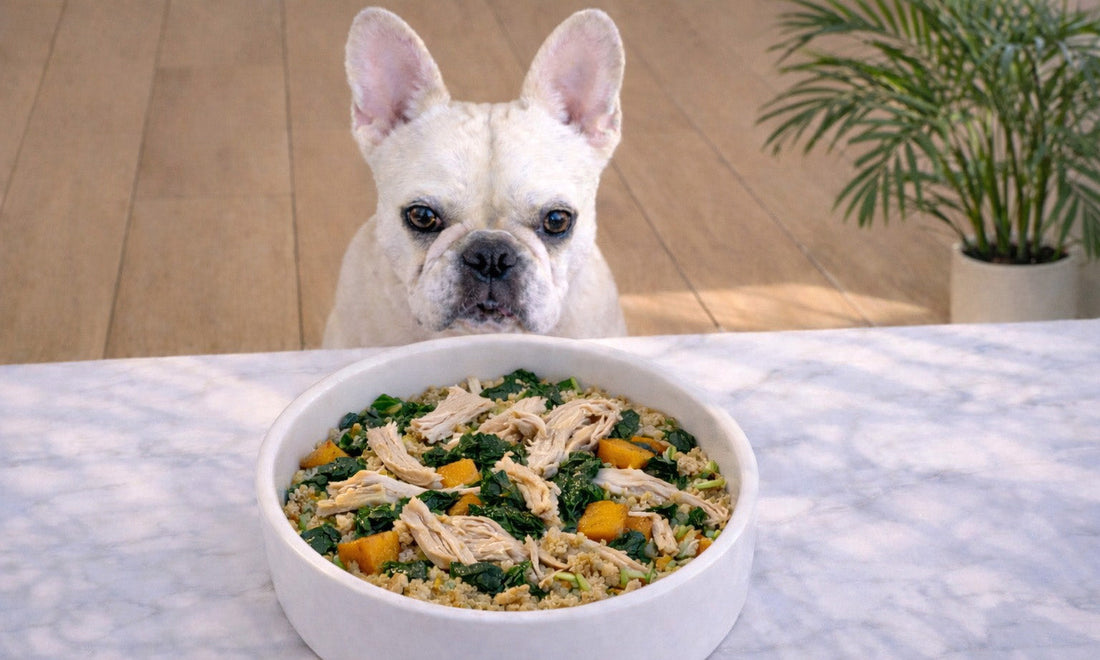 Dog looking at a bowl of freshly made dog food