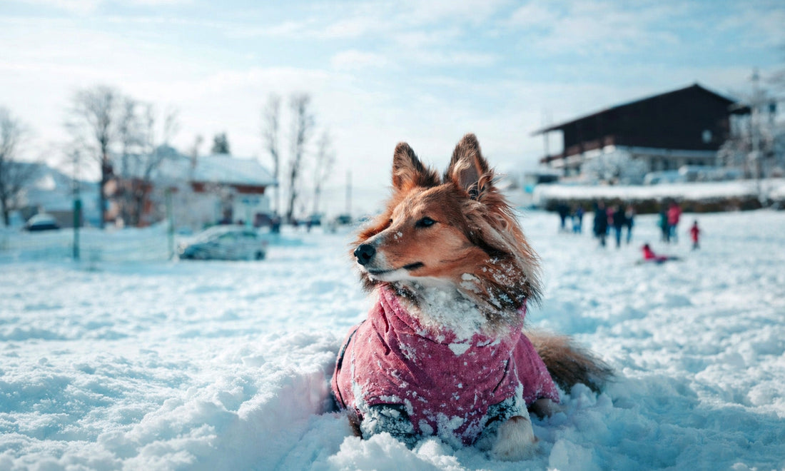 Dog sitting in snow in Megève, France with Alpine mountains