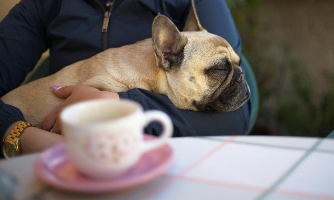 French Bulldog resting peacefully on a person’s lap at an outdoor cafe
