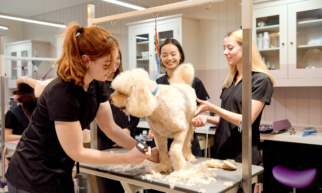 Dog grooming demonstration at the Love My Human Grooming Academy