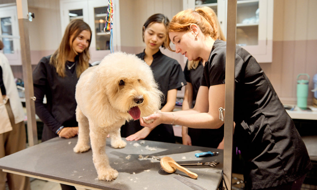 Dog grooming instructor teaching students while grooming a dog at Love My Human Grooming Academy in London