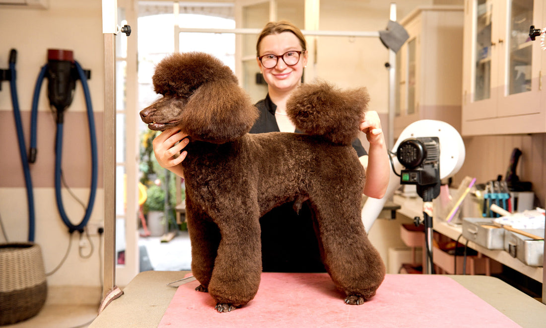 Poodle with a professional structured groom