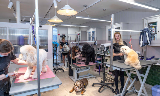 Dog groomers working with dogs in the Love My Human grooming salon