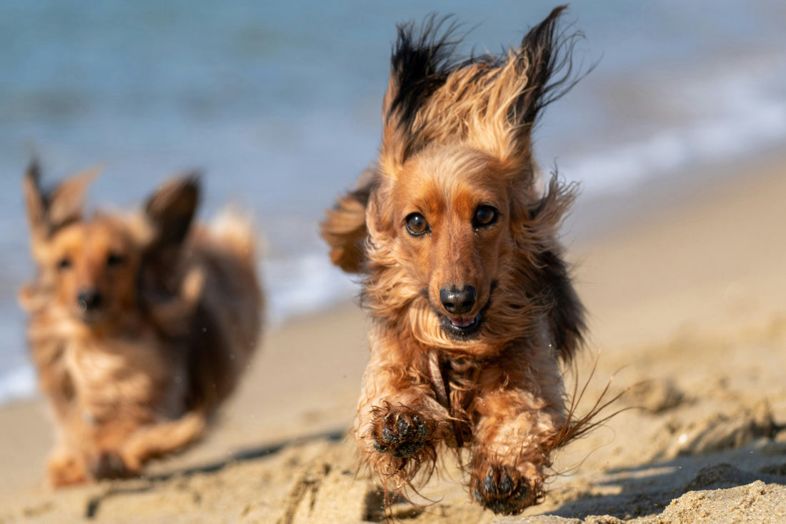 Dogs running happily on the beach