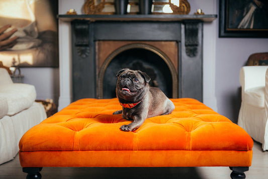 What autumn coat change actually means for your dog