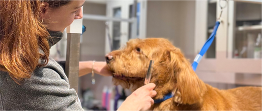 Summer Grooming Tips