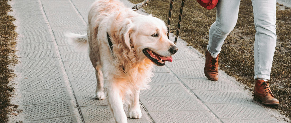 Summer Staycations with your Dog