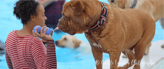 The Best Things to Do with Your Dog This Summer