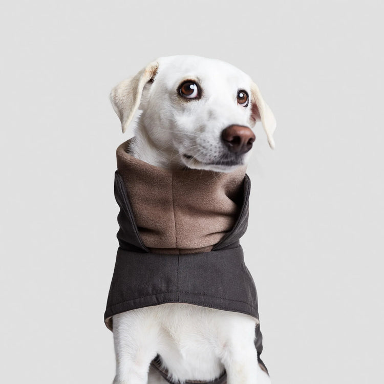 dog-coats