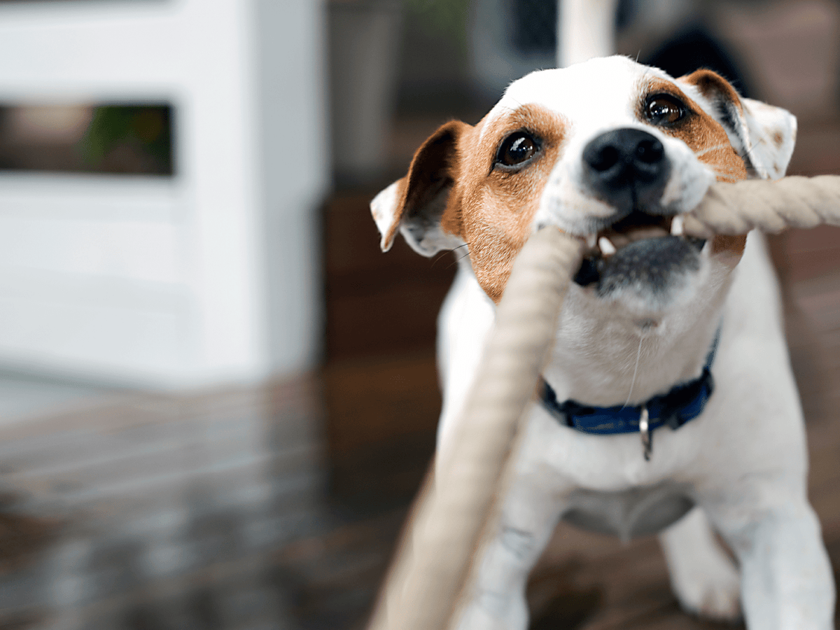 2 Knot Pulley Dog Toy