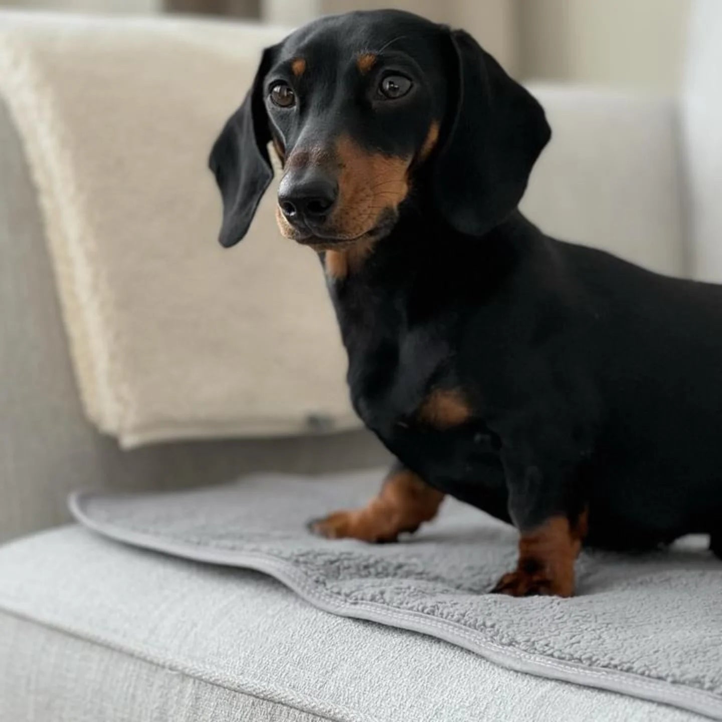 Grey Waterproof Dog Blanket