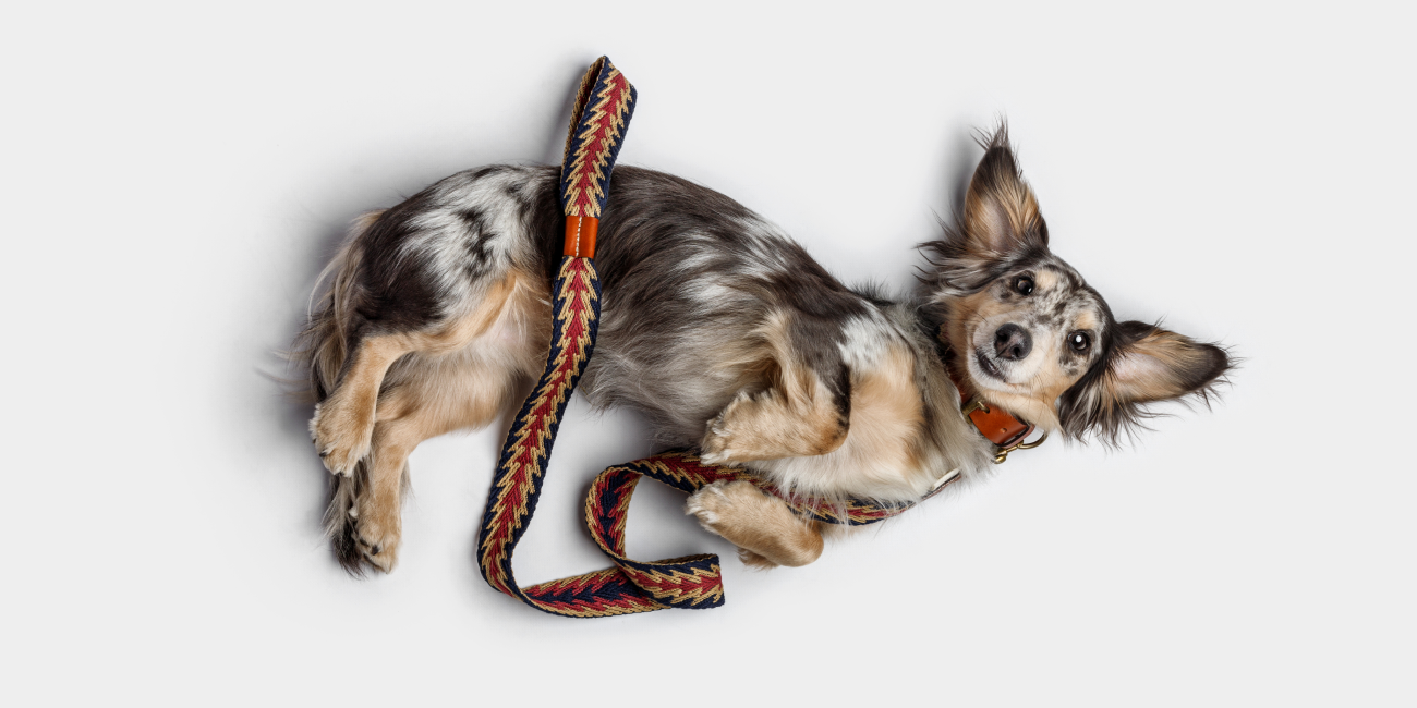 Peruvian Cotton Lead