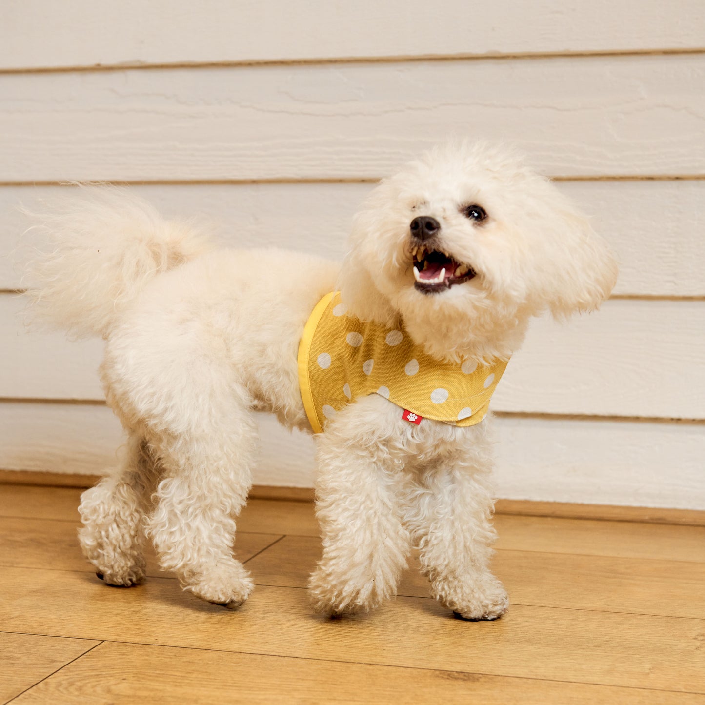 LMH Polka Harness